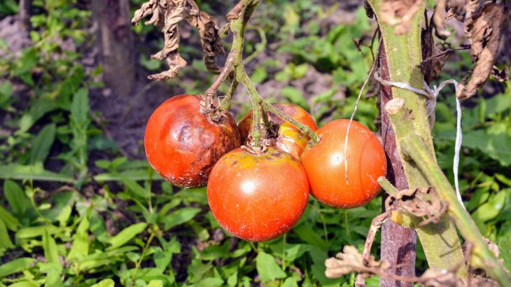 experts say that plant disease surveillance and improved detection systems are needed to mitigate future disease outbreaks