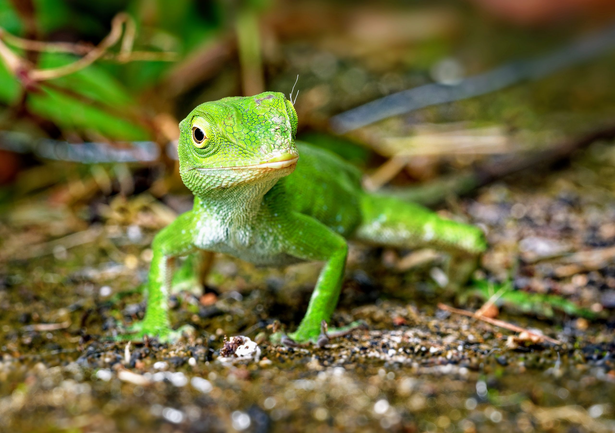 Anole lizards have adapted their own version scuba diving
