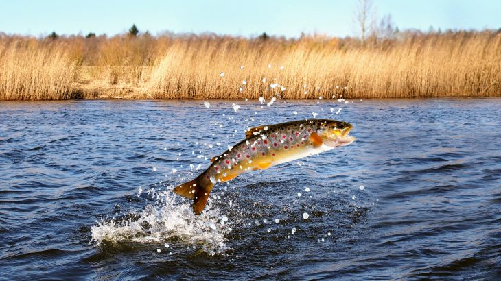 Wild Chinook salmon are more likely to be infected with Piscine orthoreovirus (PRV) the closer they are to salmon farms
