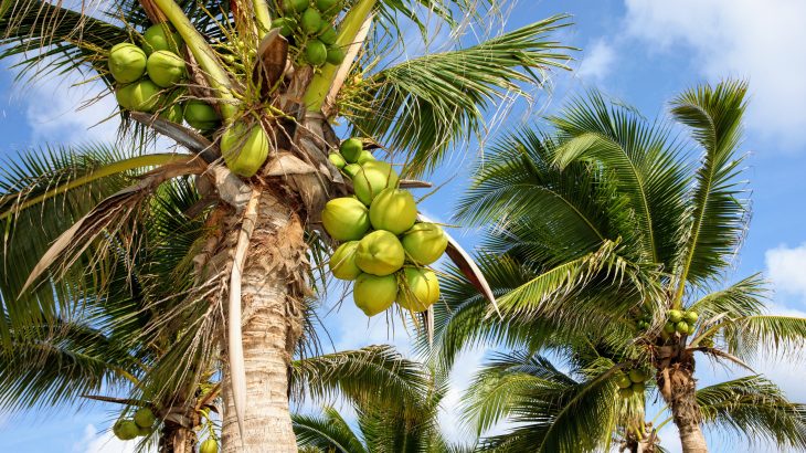 In a new study from the Microbiology Society, researchers are describing a previously unknown type of bacteria that causes a fatal wilt disease in palms.