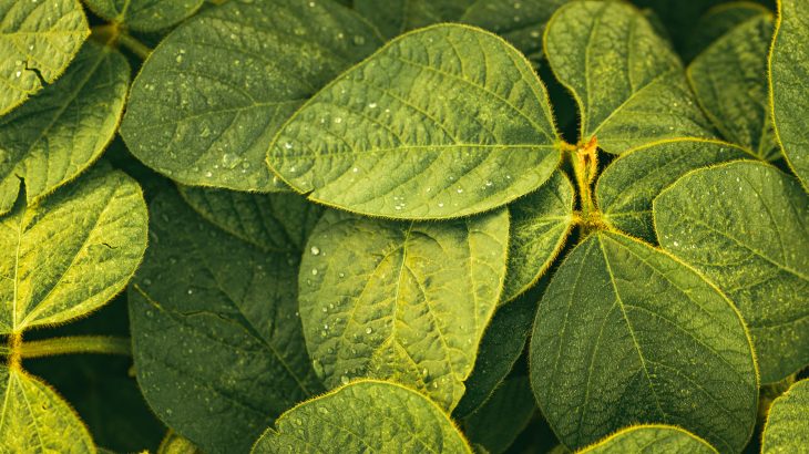 In a new study published by Frontiers, experts have demonstrated that a mixture of beer byproducts and manure can be used as an eco-friendly alternative to pesticides