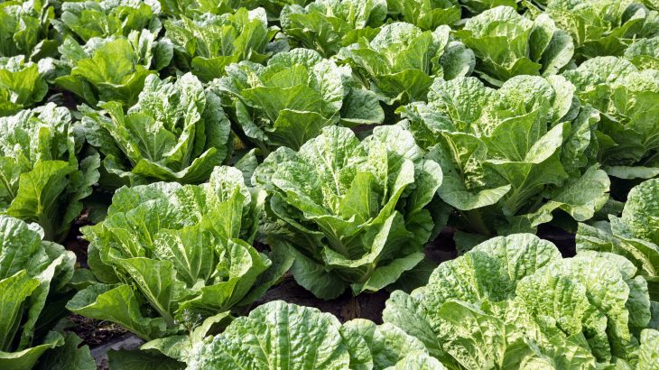 A team of scientists at the University of Tokyo has discovered how to turn food waste into robust construction materials that retain their edible nature