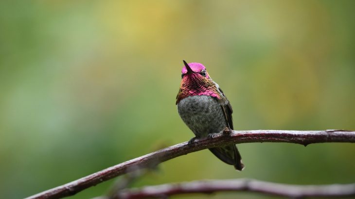 hummingbird