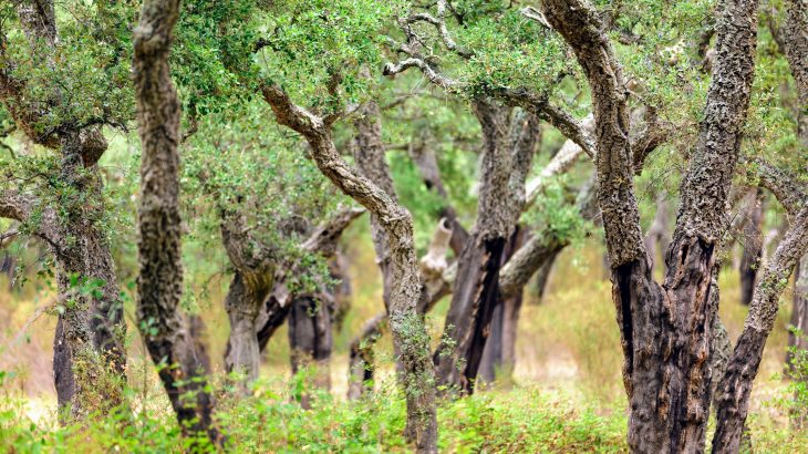 researchers have been investigating how plants cope with extreme drought that coincides additional stress, including competition with invasive species