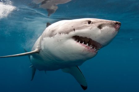 Shark extinction 19 million years ago remains a mystery • Earth.com