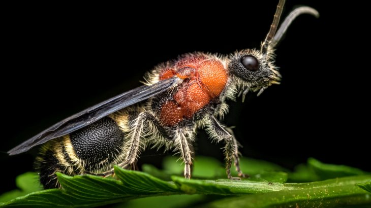 Spiders can sniff out killer ants to avoid building webs near them, according to a new study led by Andreas Fischer at Simon Fraser University