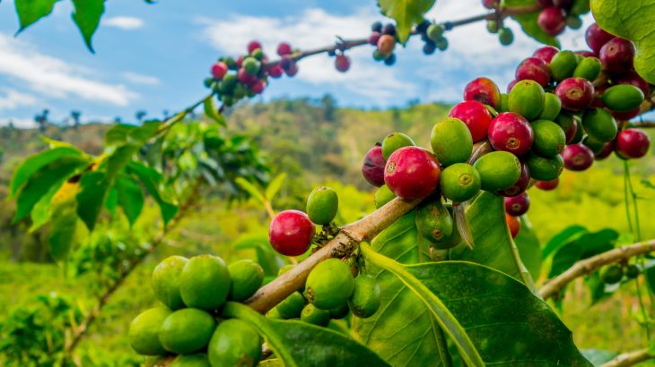 In a new study from Imperial College London, experts have brought a 70-year-old fungus back to life to understand more about coffee wilt disease