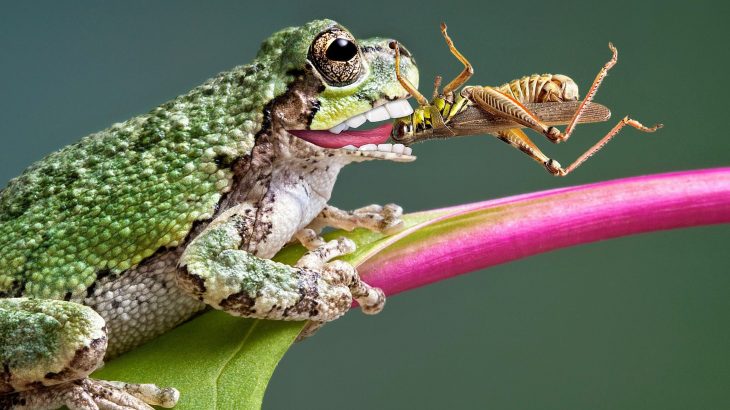 Frogs have lost teeth over 20 times during the course of their evolution, which is more than any other vertebrate group
