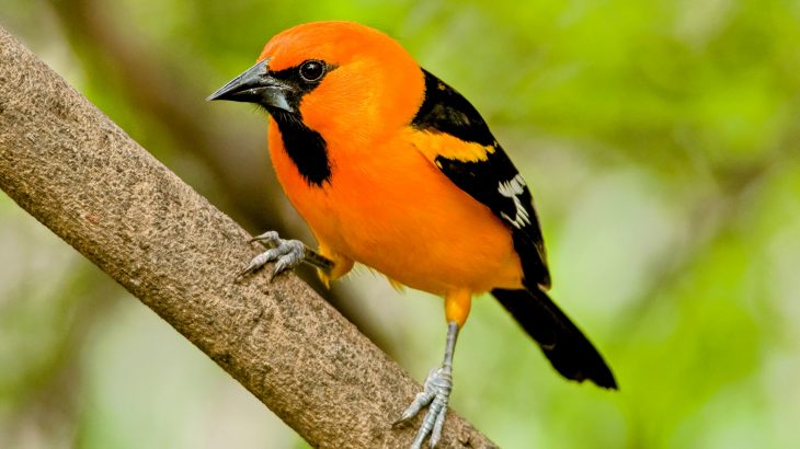 Cutting off lights could help save migrating birds from crashing into buildings, according to a new study from the Field Museum