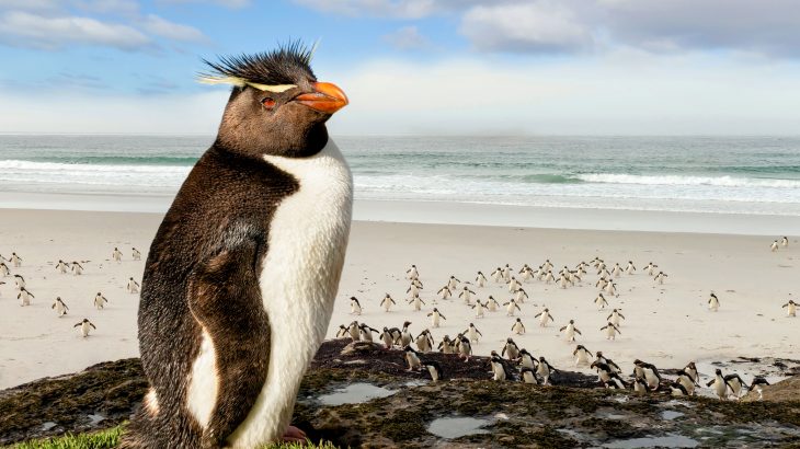 A new study has demonstrated that drone imagery combined with artificial intelligence is an effective yet inexpensive way to monitor remote seabird colonies