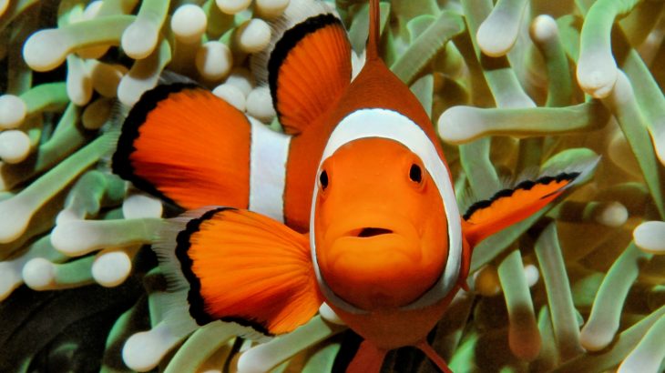 In a new study from the University of Melbourne, experts have discovered that young clownfish exposed to artificial light are struggling to survive