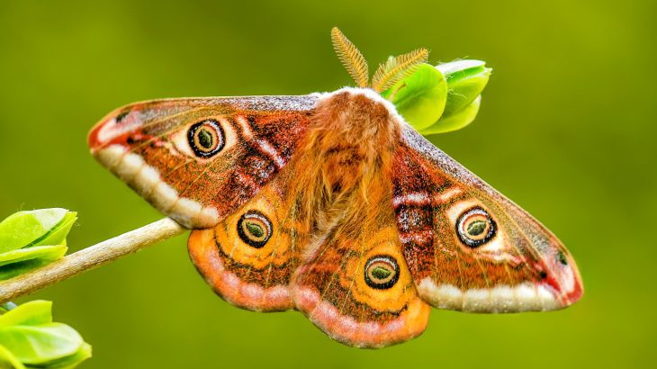 Sound plays a major role in the battle between a predator and its prey, and moths have found a way to use acoustics to evade bats, according to a new study