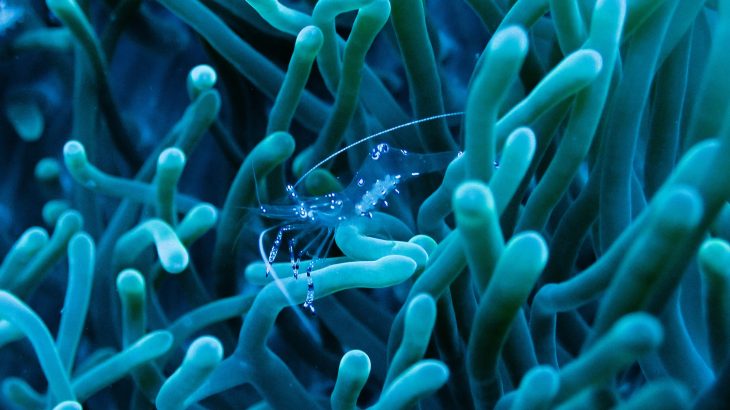 Hawaiian blue rice corals contain a deep blue pigment that blocks the effects of harmful ultraviolet (UV) radiation from the sun.