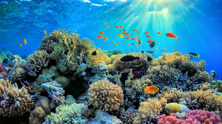 Despite being one of the most valuable types of ecosystem on the planet, coral reefs are declining at an alarming rate.