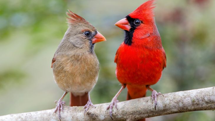 In a new study from California Polytechnic State University, researchers have found that noise and light pollution have a major influence on which birds are visiting our backyards