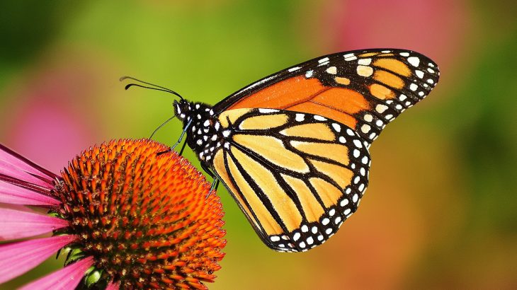 Butterflies and moths are resorting to drastic measures to cope with climate change.