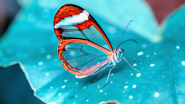 Species like the glasswing butterfly, Greta oto, have evolved transparent wings that make them nearly invisible to predators.