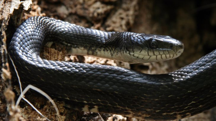 rat snake