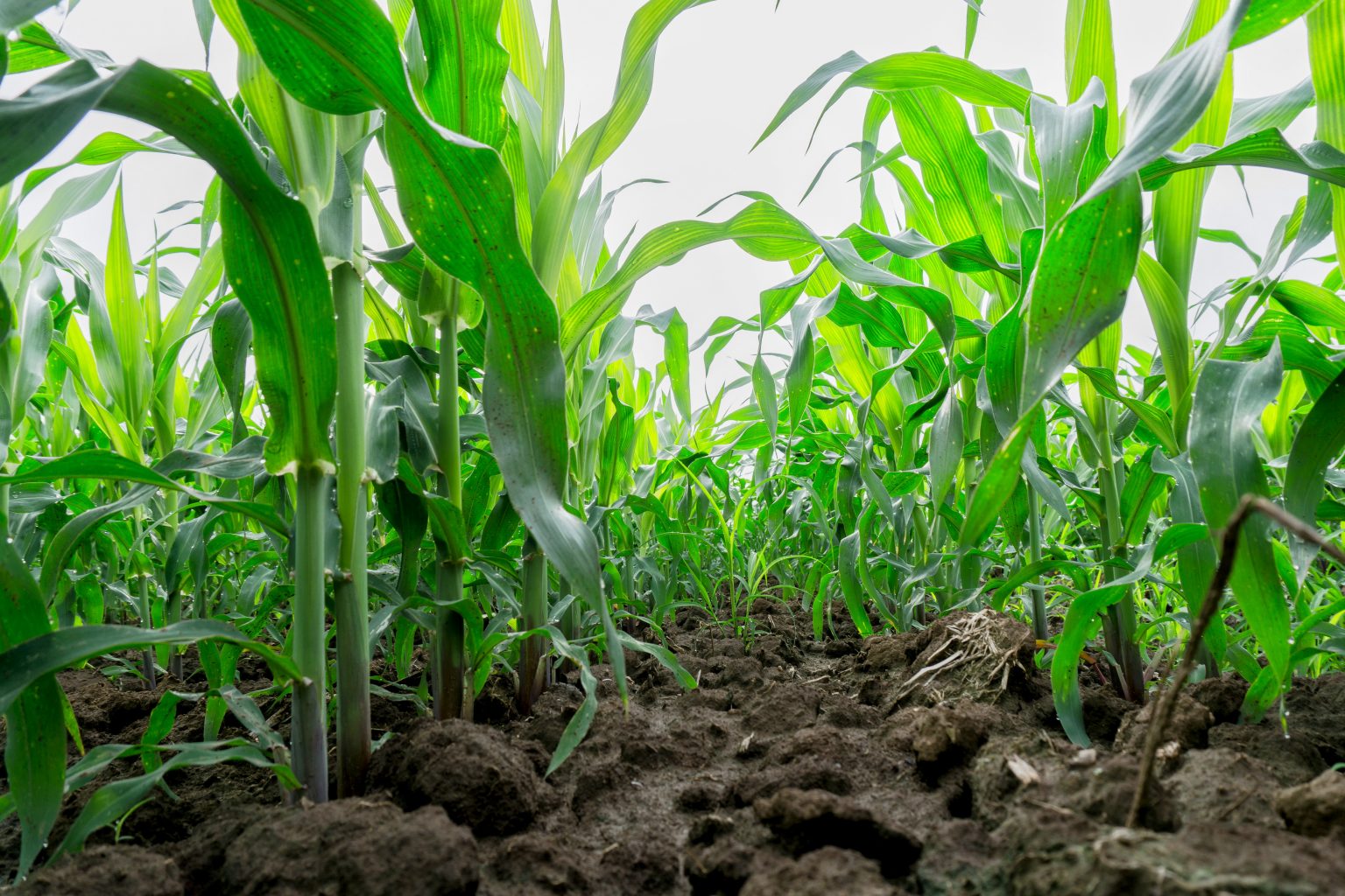 Corn stover can produce a high volume of biofuels •