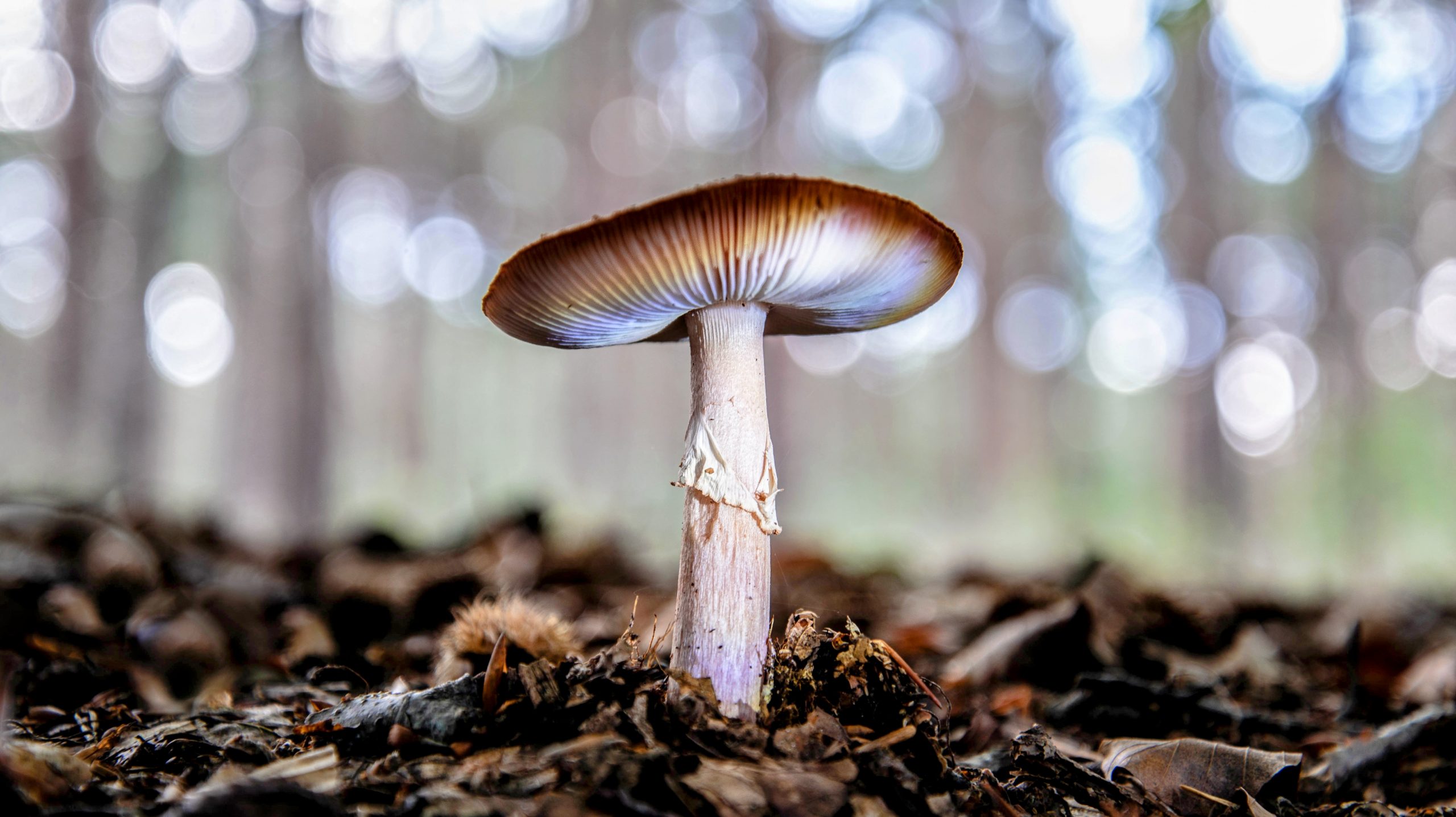 Psychedelic mushrooms and a cure for depression