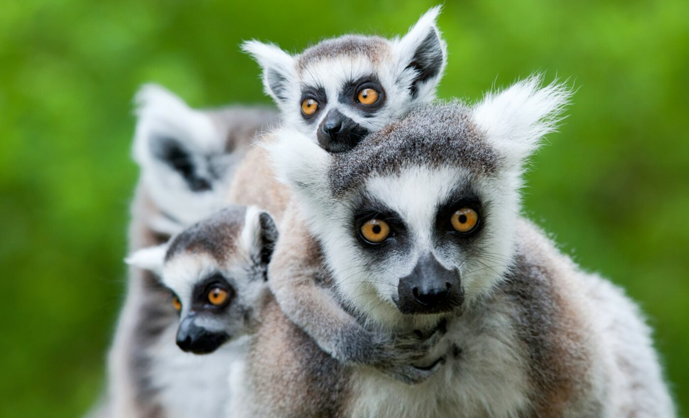 Domestic animals contributed to the downfall of rare species in Madagascar  - Earth.com, image size:1400x850