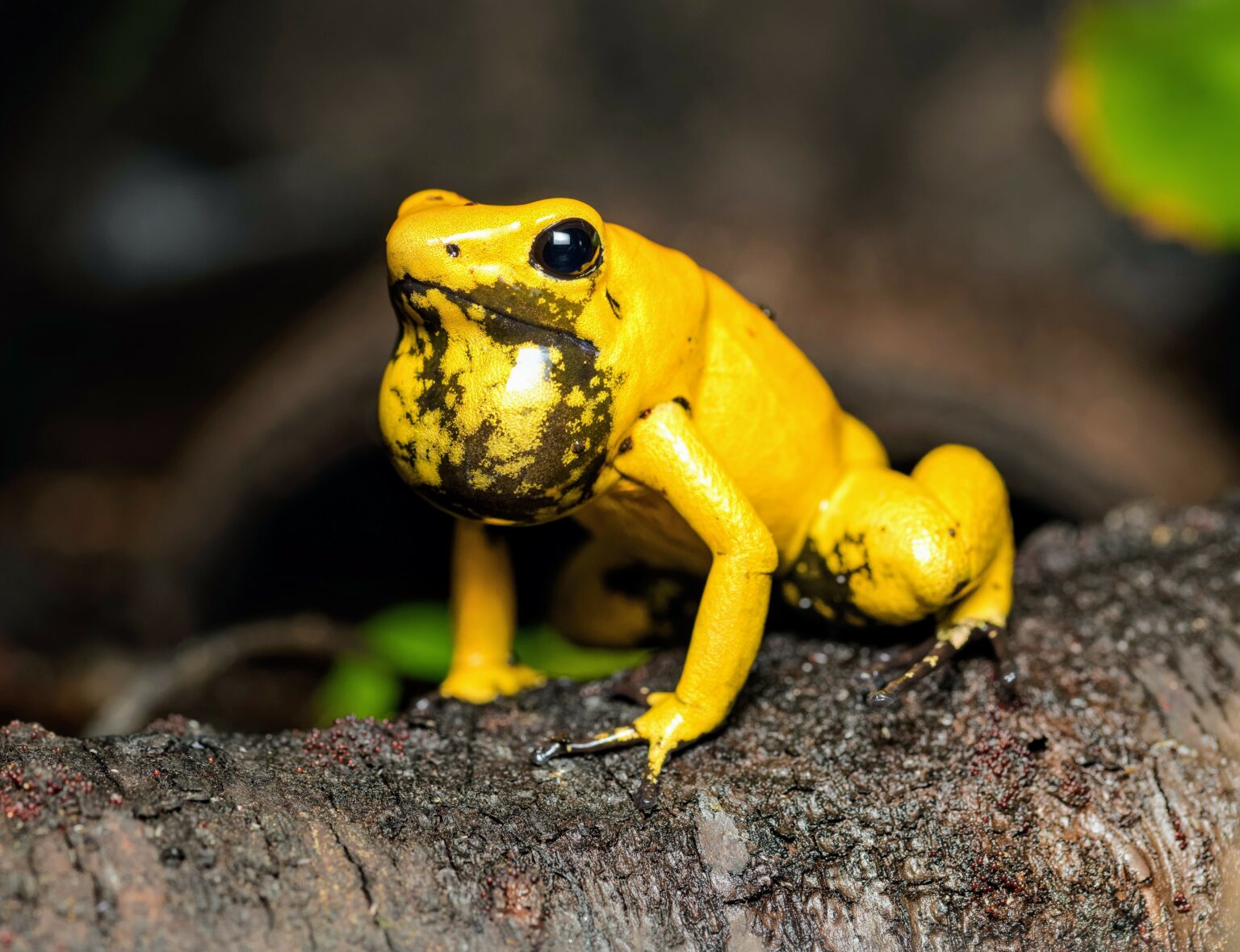 The secret that protects poisonous animals from themselves • Earth.com