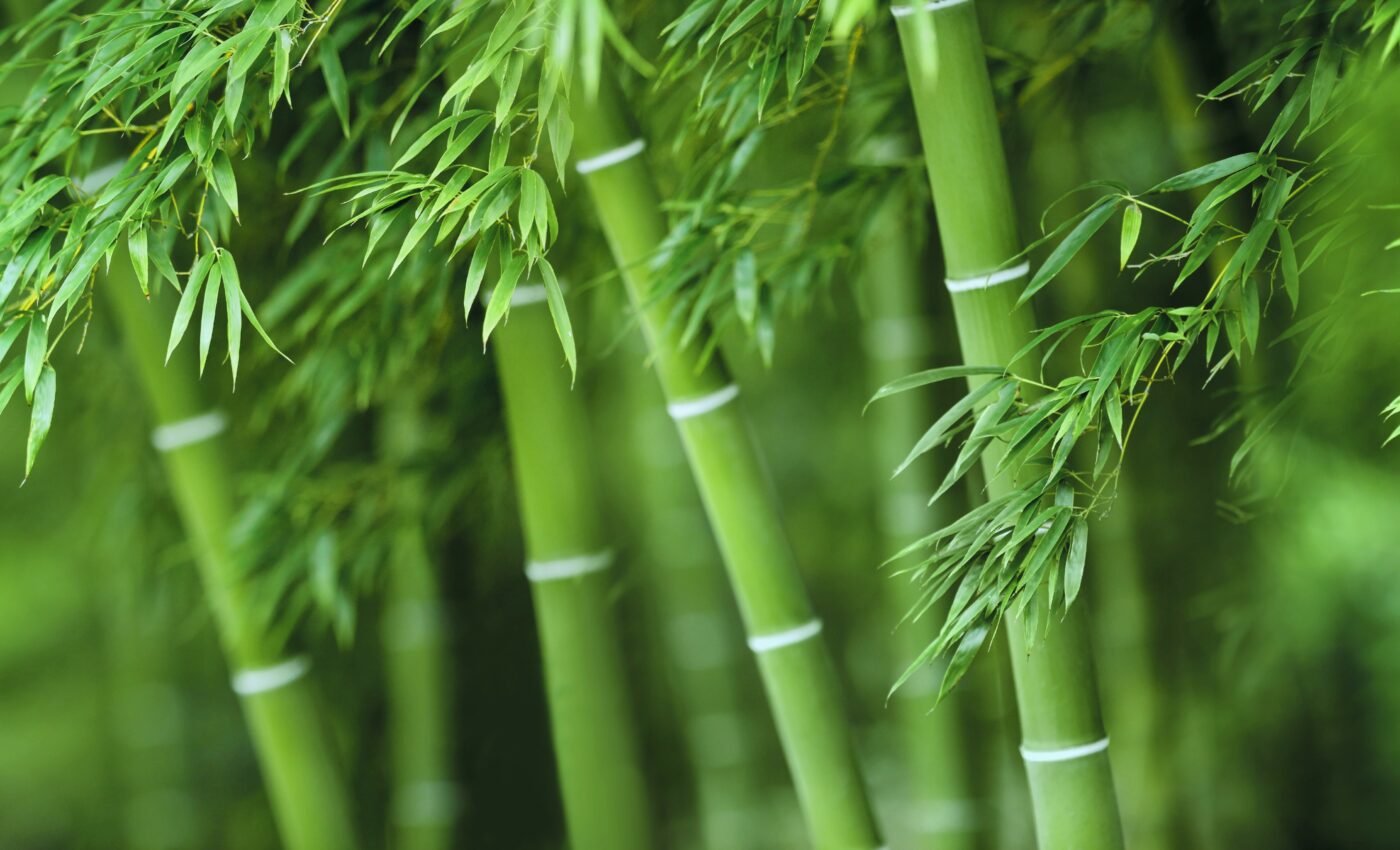 As the world's fastest growing plant, bamboo inspires new technology -  Earth.com