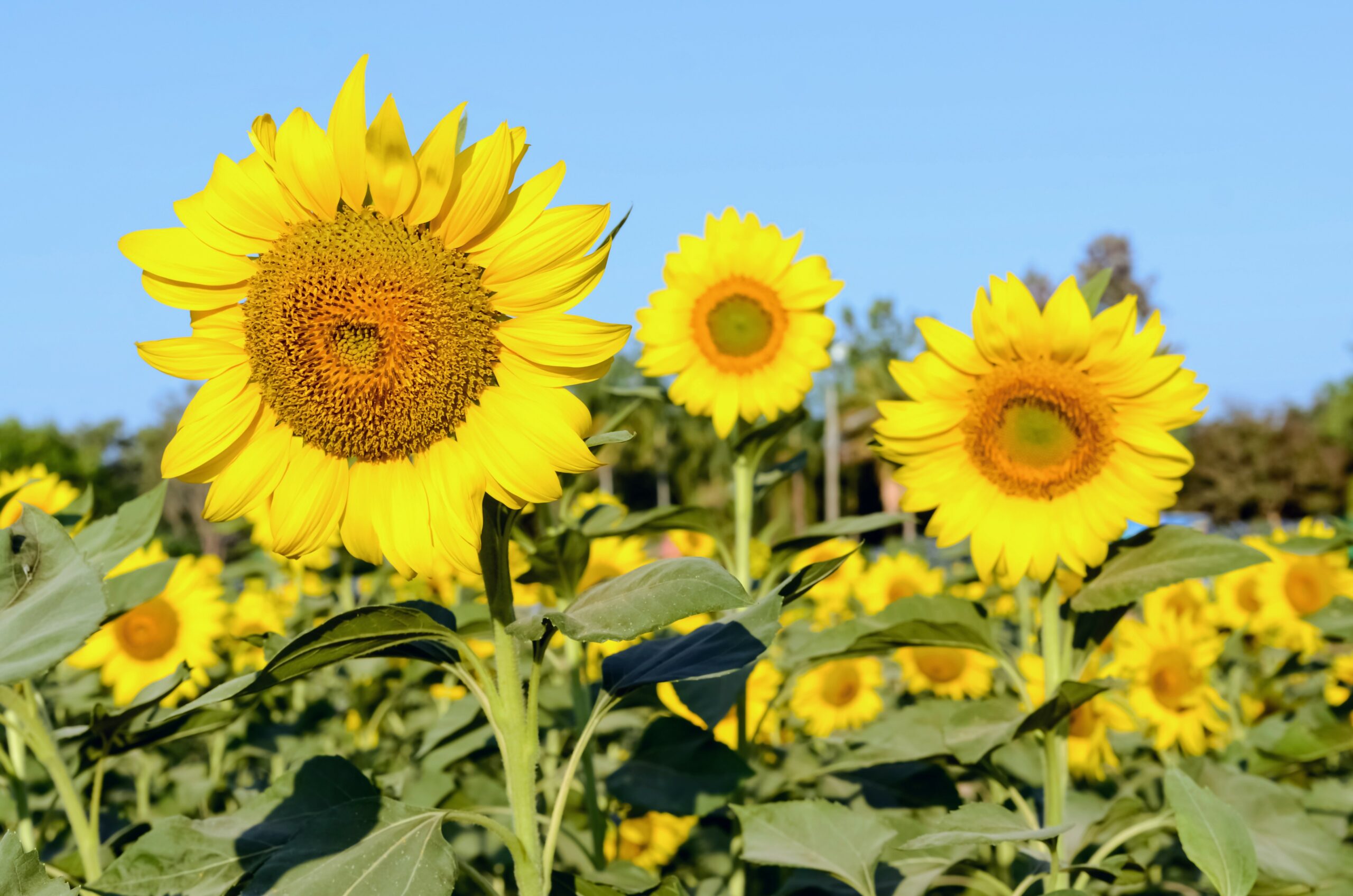 Sunflowers face east to get more attention from bees