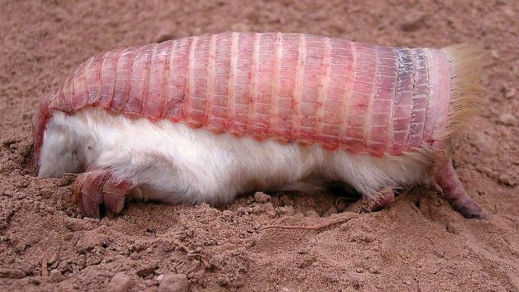 Pink Fairy Armadillo Earth Earth Image Gallery Pink Fairy Armadillo Earth Earth Image Gallery
