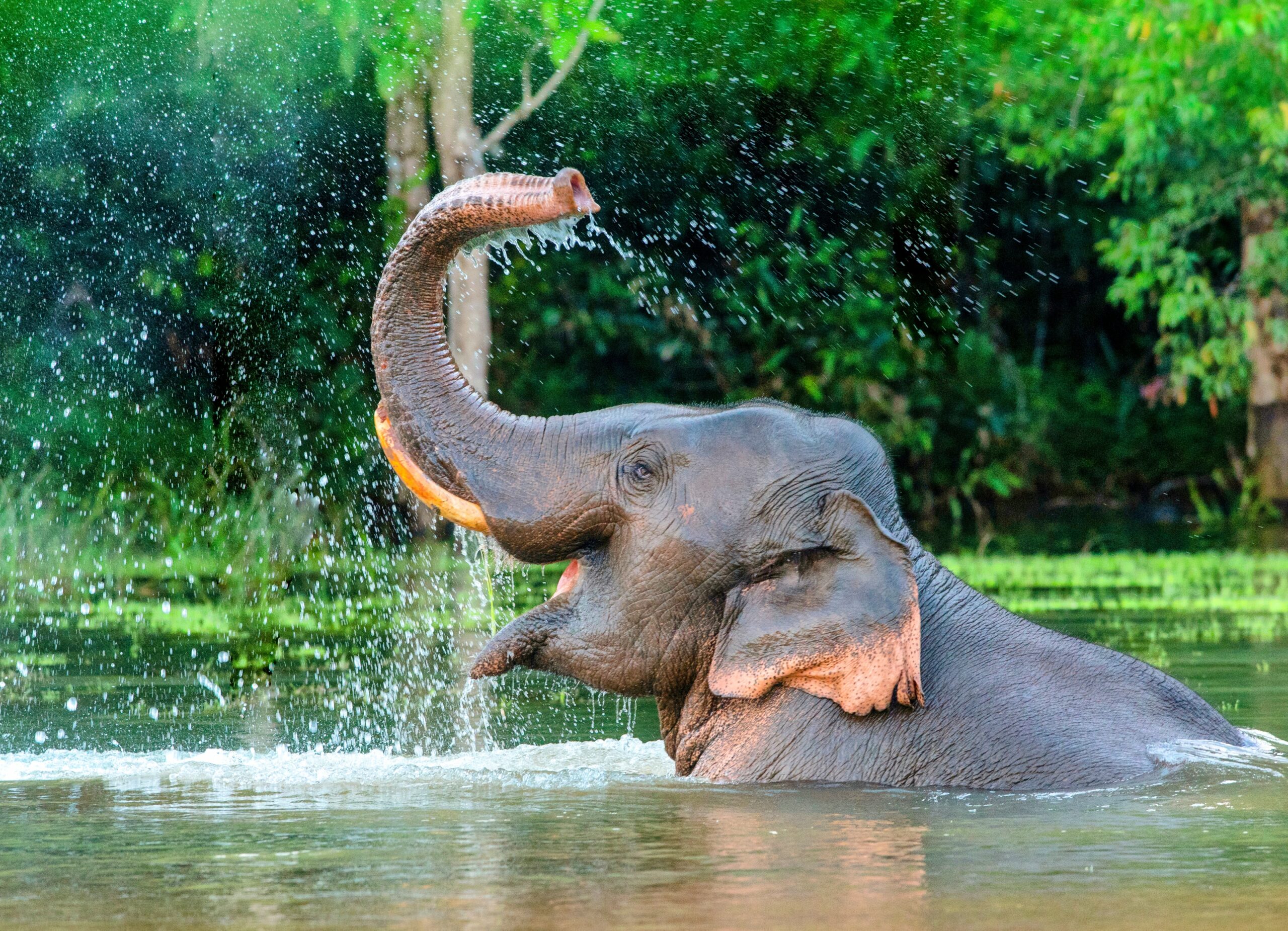 How An Elephant s Trunk Performs Like A Swiss Army Knife Earth