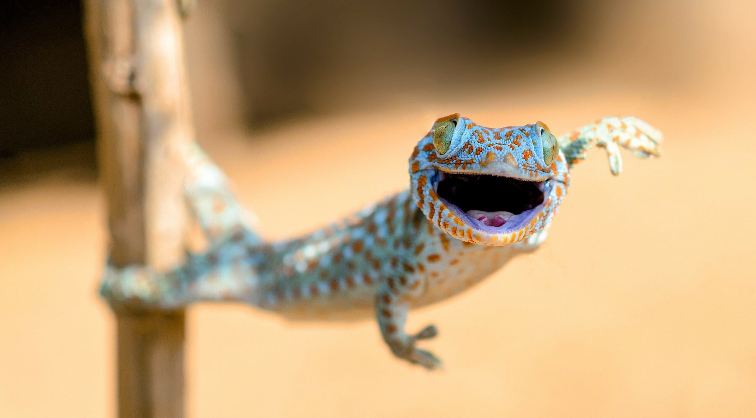 Geckos rely on their tails to survive a crash landing