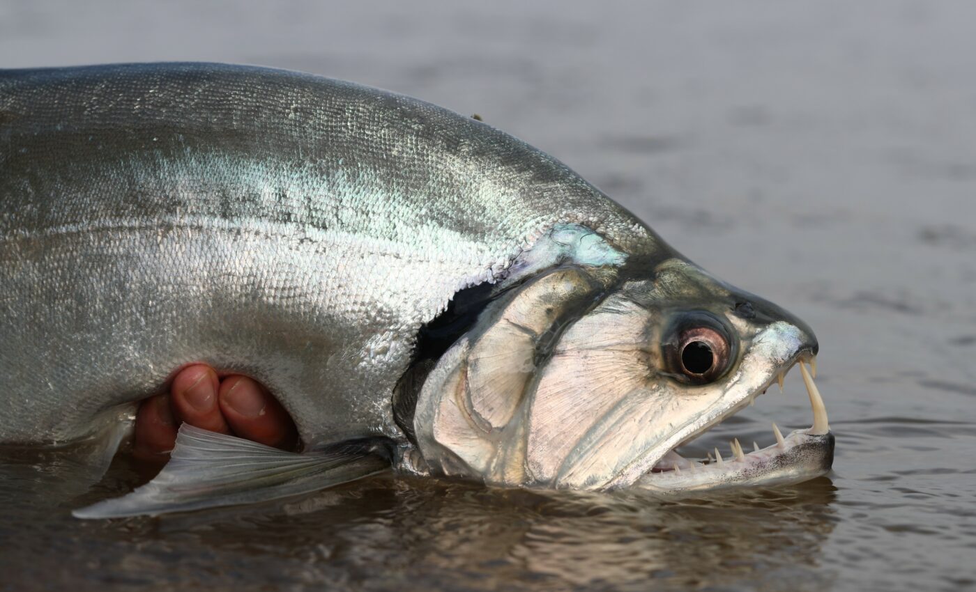 What Do Candiru Fish Do