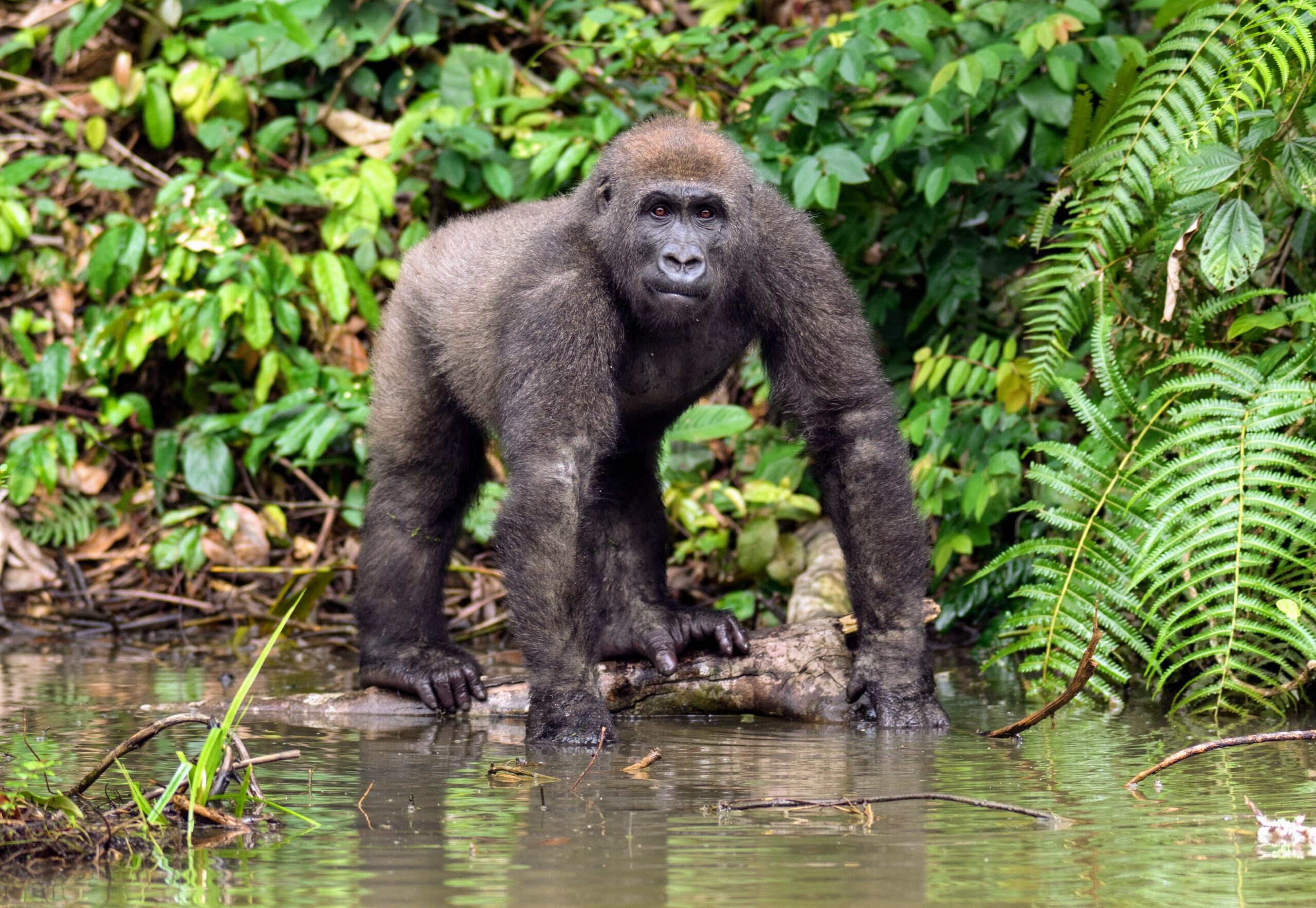 If primates go extinct, so will their parasites