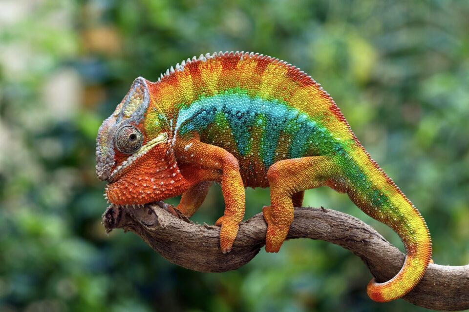 chameleon panther panther chameleon