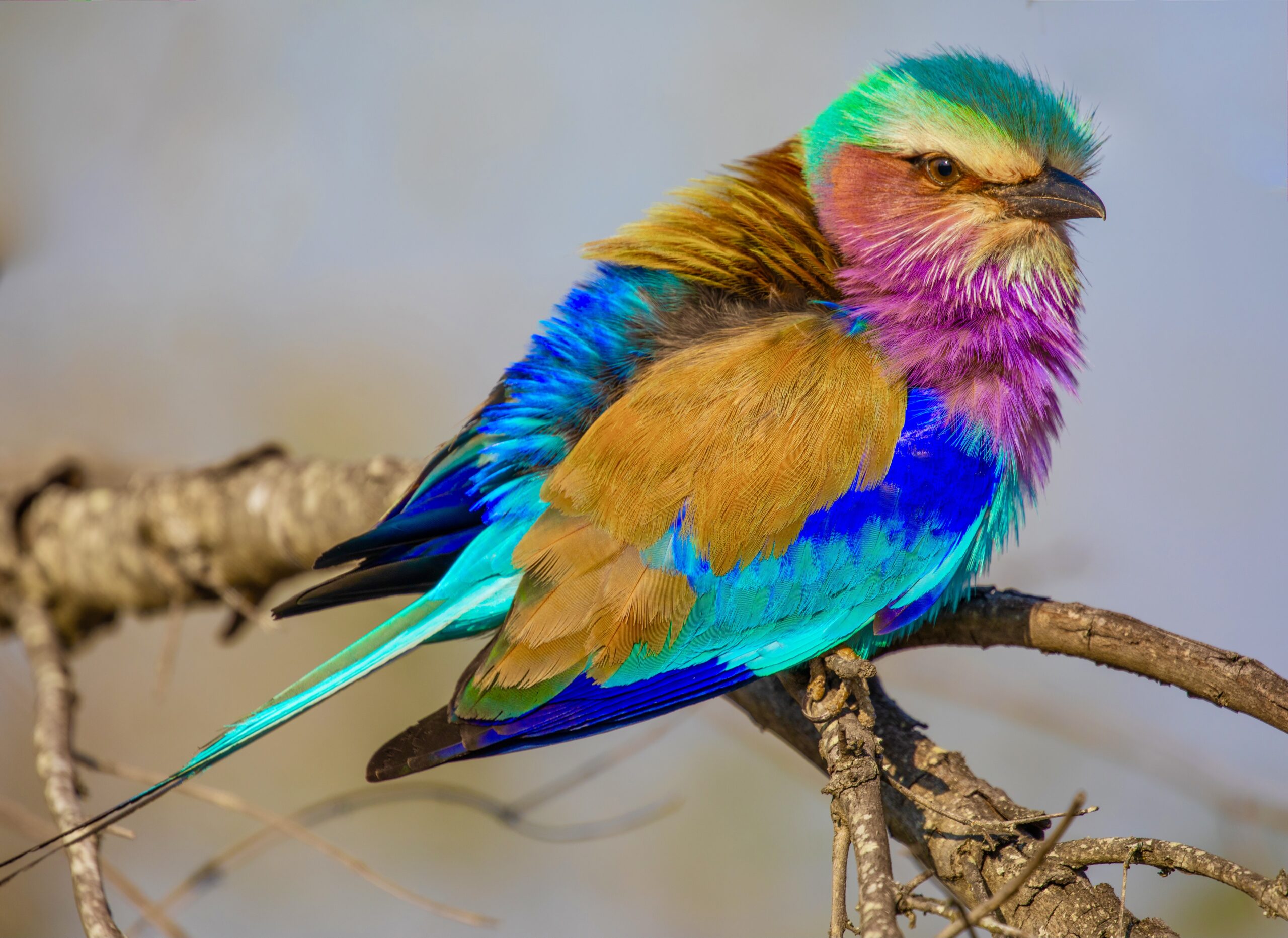 Lilac Breasted Roller • Earth.com Lilac Breasted Roller