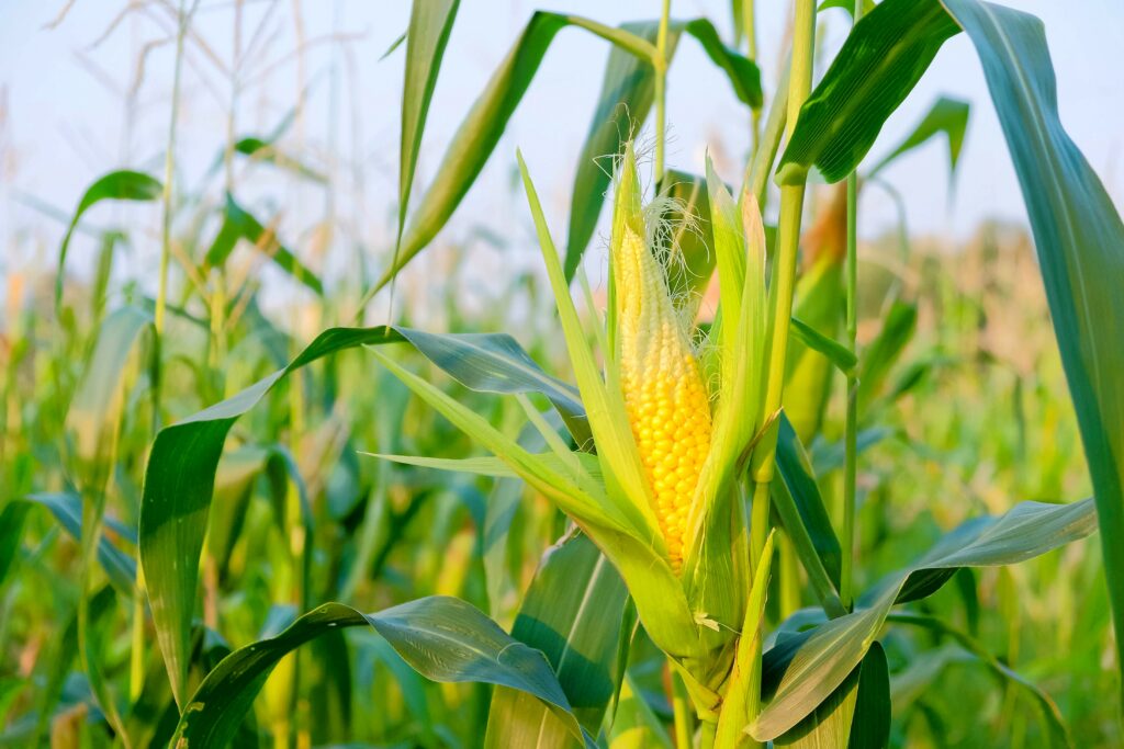 Planting sweet corn at high densities improves yield • Earth.com