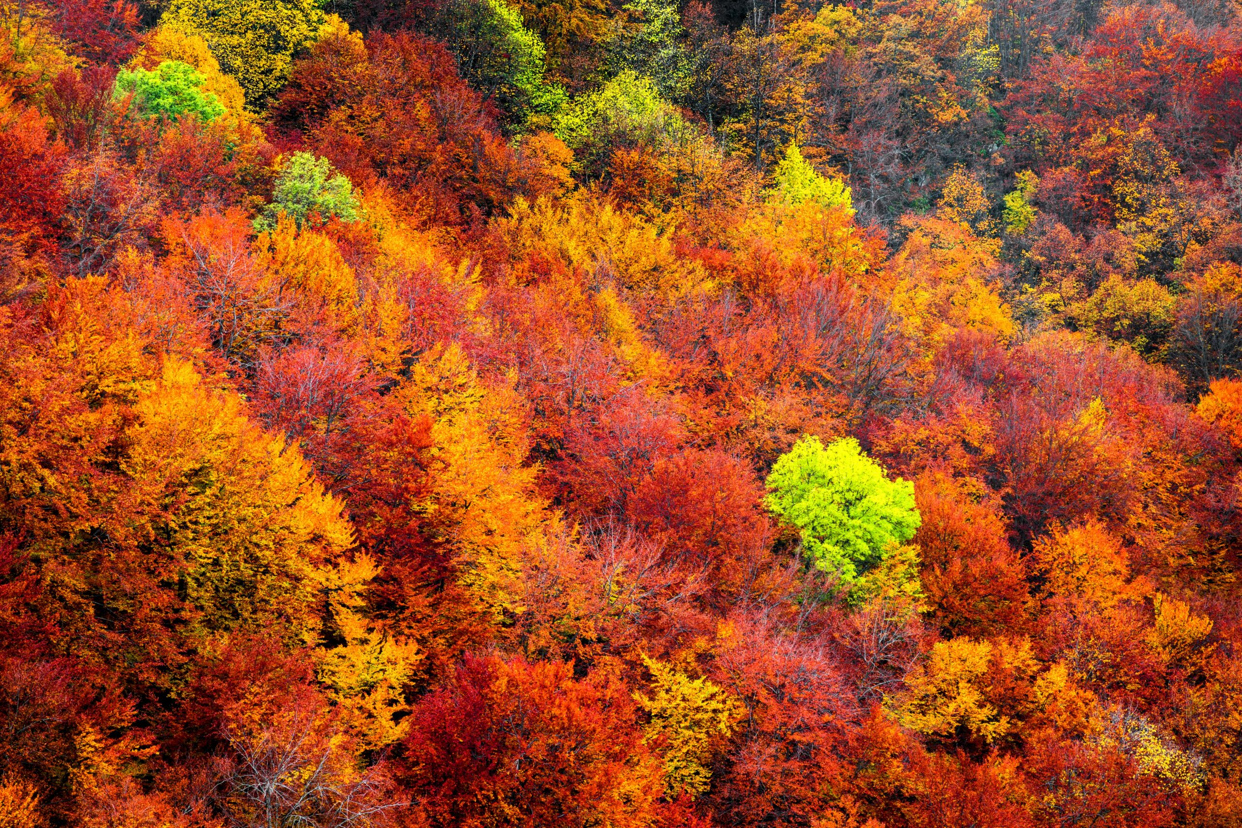 Fall in colours. Fall for.
