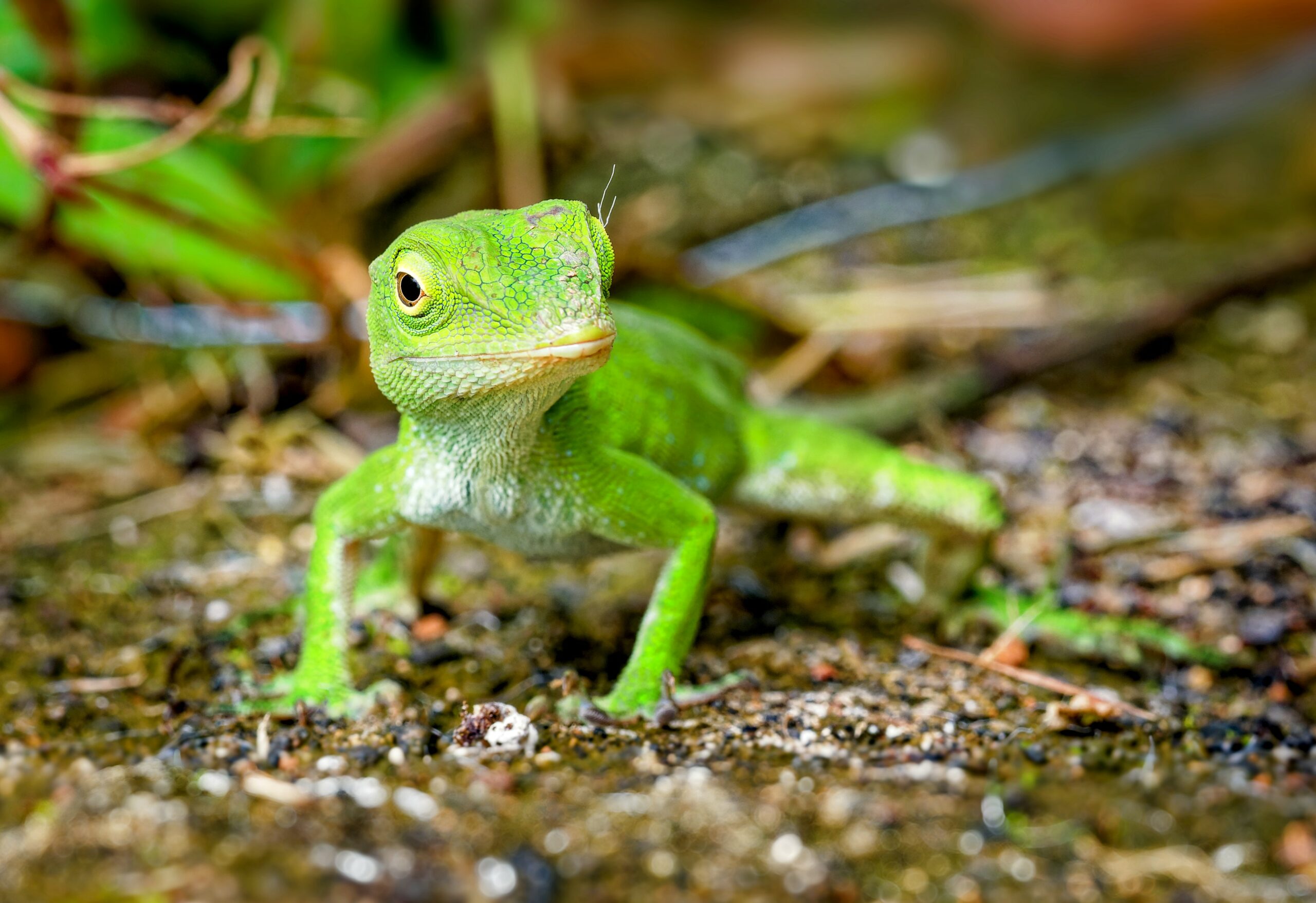 Lizards Regenerate Perfect Tails Through Stem cell Therapy Earth