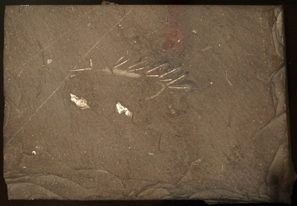 hallucigenia fossil