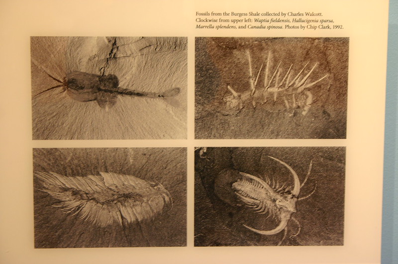 burgess shale, fossil