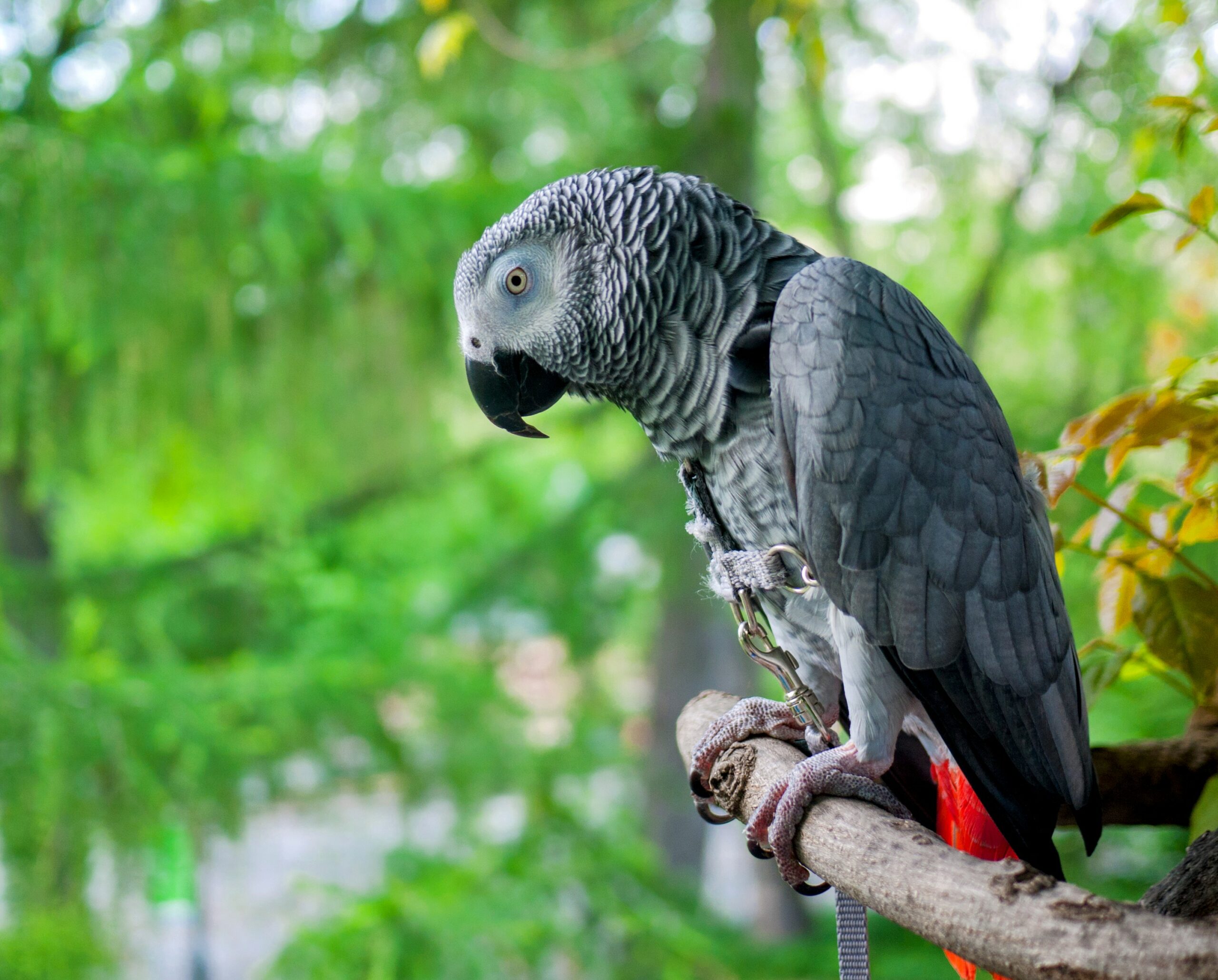 African Grey Parrot
