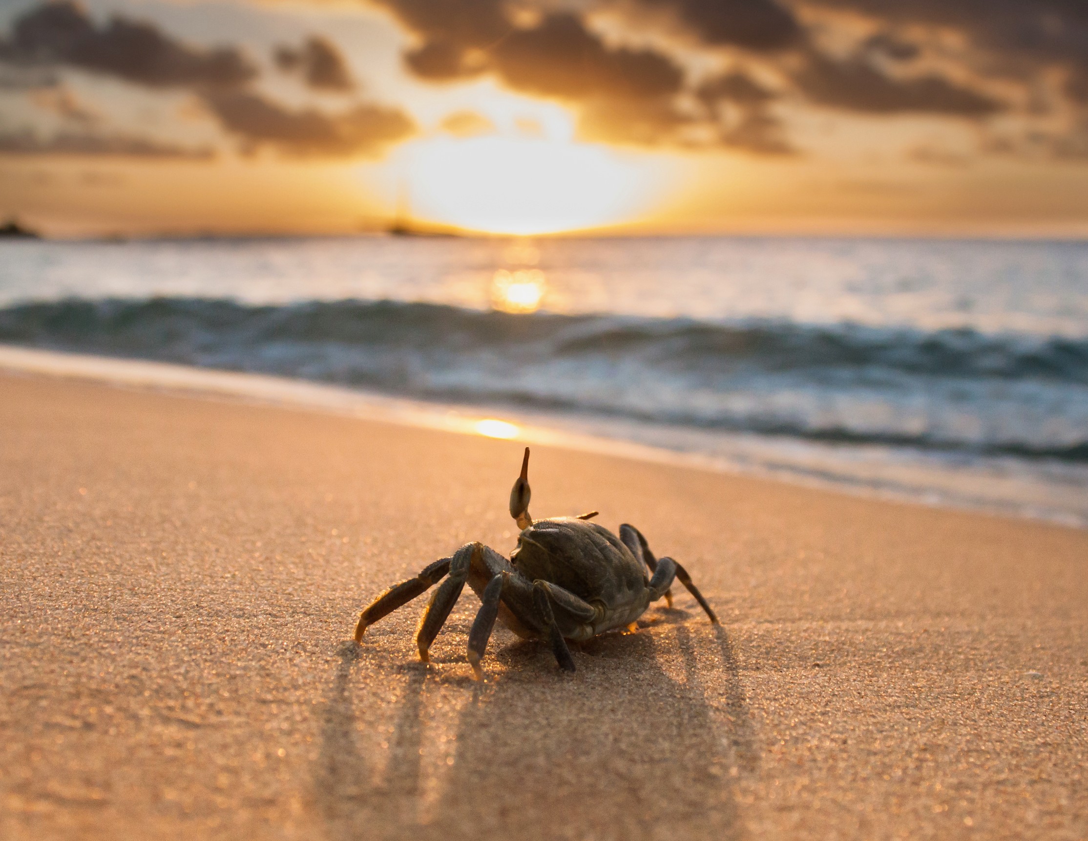 Could This Tiny Crab Be A Musical Genius? - g7j468y