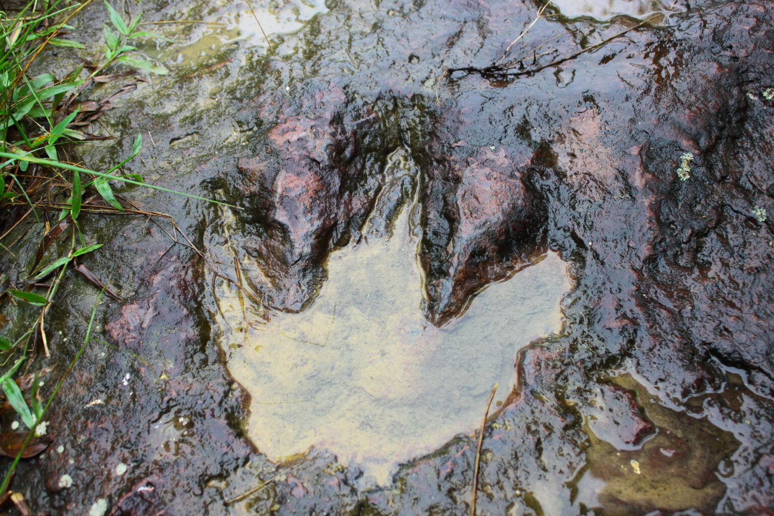 Triassic’s “largest meateating dinosaur” was actually a vegetarian