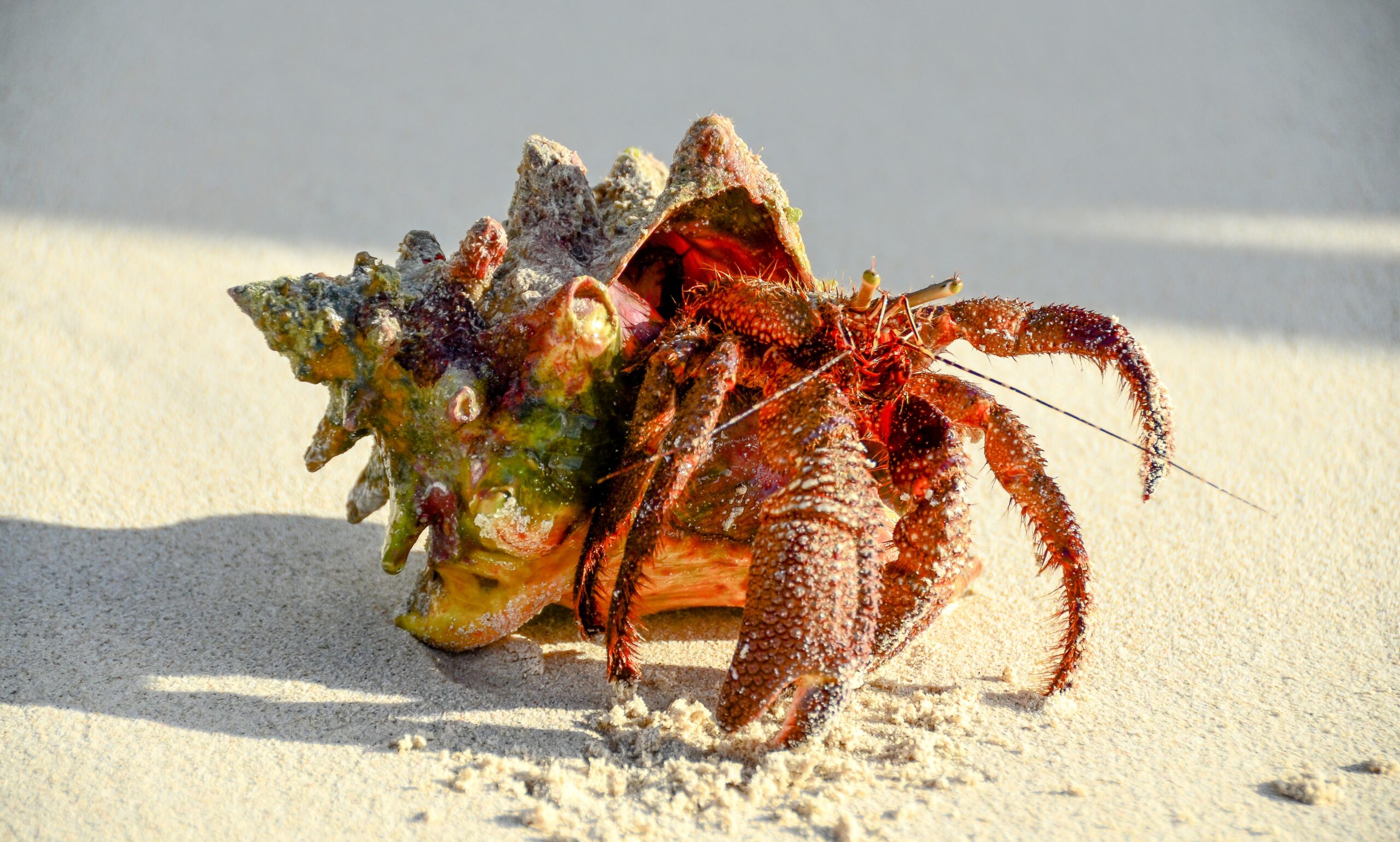 Hermit crab lifestyle discovered in 500millionyearold worms