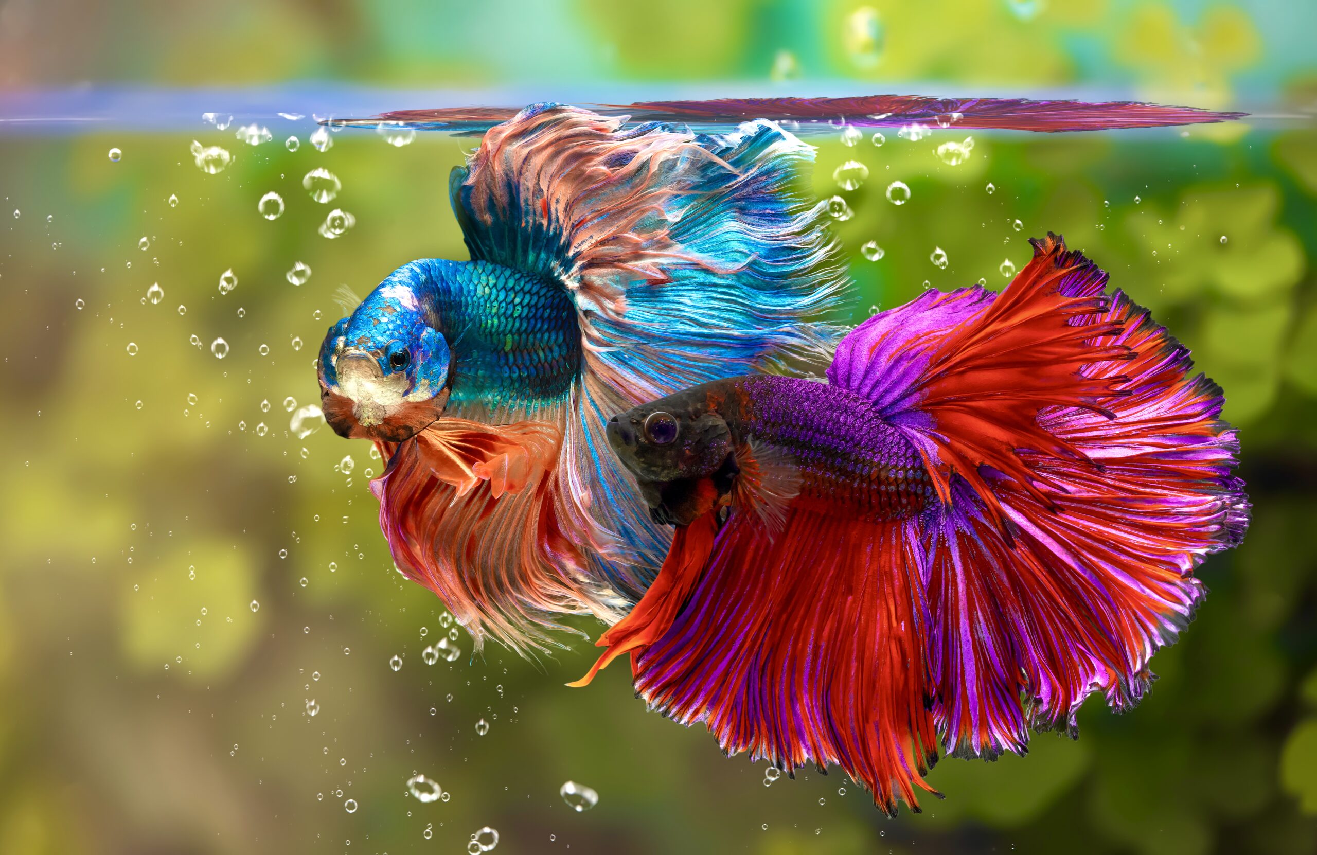 siamese fighting fish fighting each other