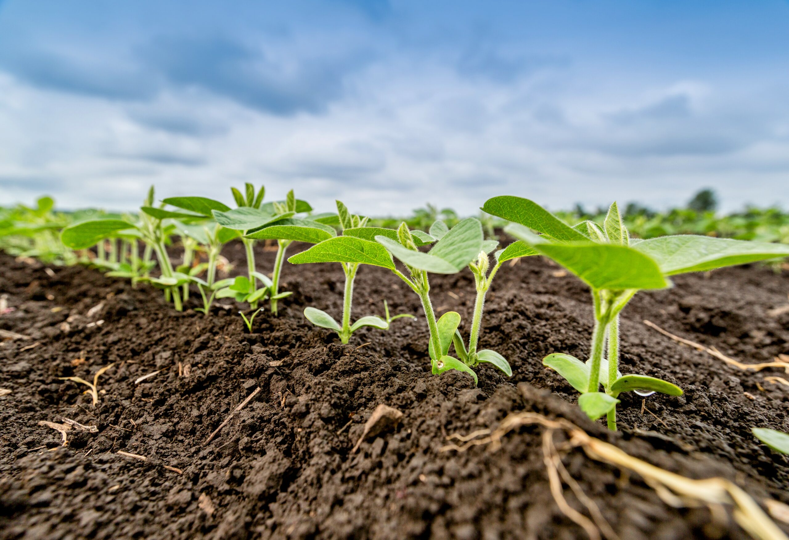 Agricultural soils contribute to climate crisis by releasing nitrous