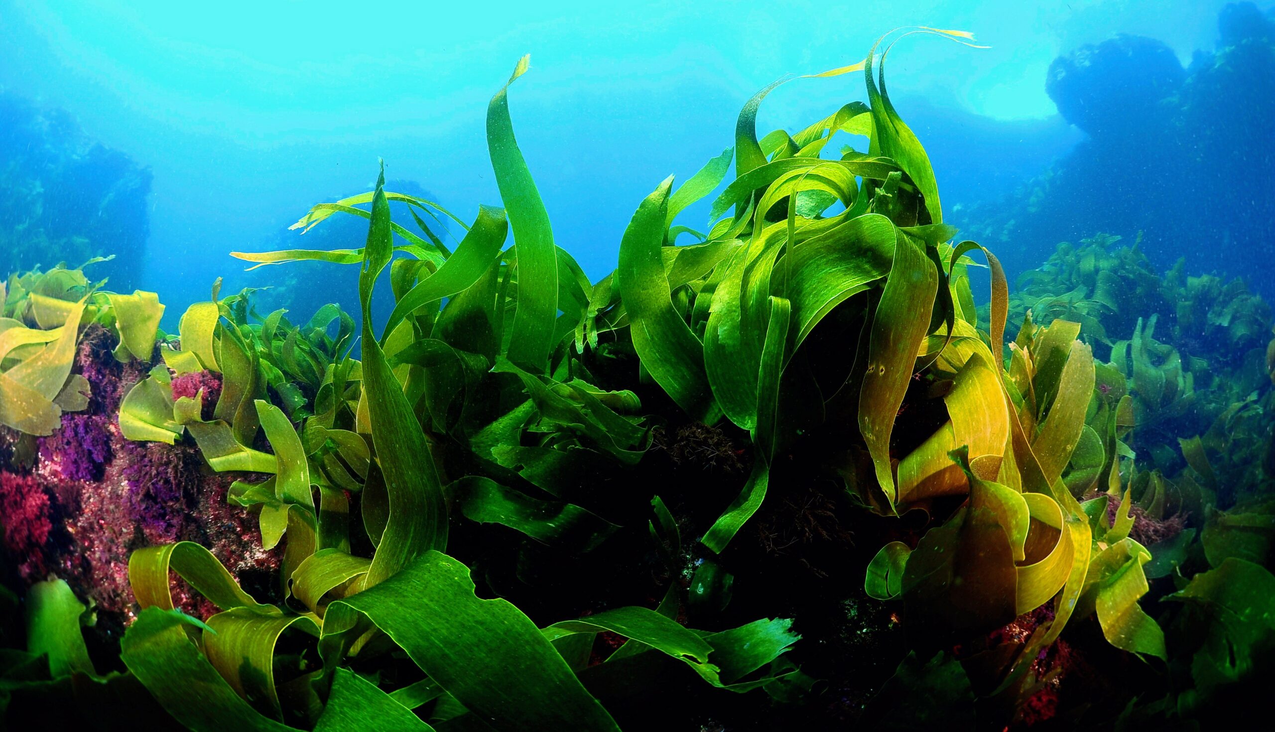 Rising ocean temperatures lower giant kelp’s nutritional value