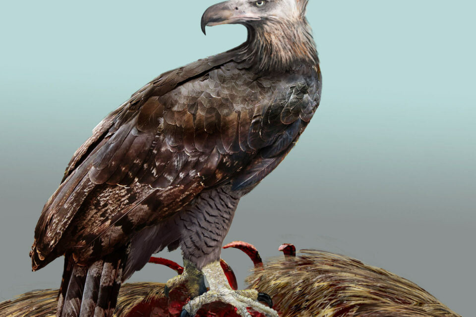 Extinct raptor killed like an eagle, ate like a vulture • Earth.com