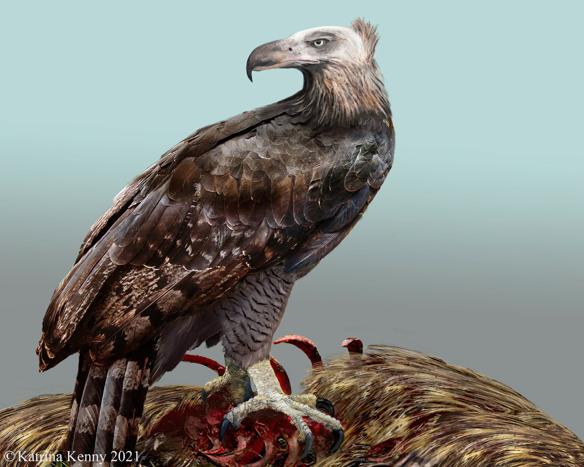 Extinct raptor killed like an eagle, ate like a vulture