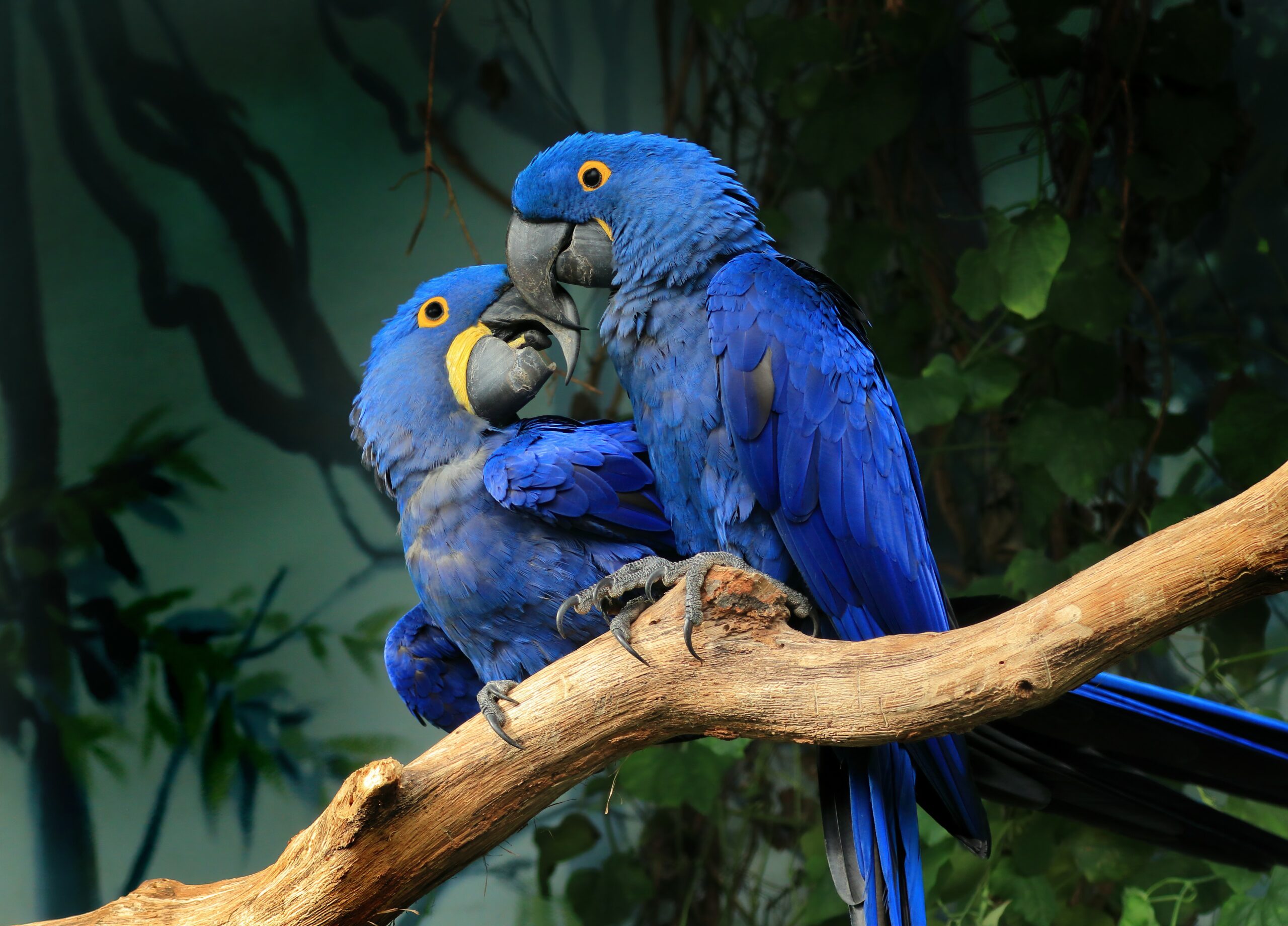 Indigenous knowledge can help protect Amazon wildlife